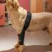 Dog Knee Brace Adjustable Dog Rear Leg Brace Soft Breathable Dog Knee Support Brace for Elderly Disabled Injured Dogs Both Back and Front Legs (S) - Buy Online on SooperMarket.com