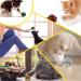 16 Pack Mylar Crinkle Balls for Cats - Interactive Cat Toys for Endless Fun - Buy Online on SooperMarket.com