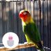 POPETPOP Pet Bird Clothes Parrot Flying Diaper Pet Flying Costume Pet Diapers Parakeet Cages Parrot Clothes Bird Diapers Bird Flight Suit Cockatiel Diaper Pet Clothes Bird Supplies Clothing XS Light Grey - Buy Online on SooperMarket.com