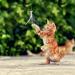 MWOOT 6pcs Cat Feather Toys with Bells Feather Toys Spinning Attachment for Indoor Cats and Kitten Catcher Replacement Feather Refills with Bells Feather Cat Toys for Playing Catcher and Exercising - Buy Online on SooperMarket.com