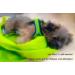 Roqsy Natur-Hundehampoo 200ml | Vegan & Organic Dog Shampoo for All Breeds | Ideal for Puppies Sensitive Skin & Allergy Relief - Buy Online on SooperMarket.com