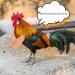 FUAMEY Muscle Chicken Arms Toys for Chickens to Wear  Funny Costume Fist Fighting Arms Toy for Pet Prank Themed Party  Artificial Arms Decorations Costume Cosplay for Chickens Rooster Hens Upgraded version - Buy Online on SooperMarket.com
