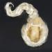 sunree Beautiful Adult Wig light gold Braid Up - Buy Online on SooperMarket.com