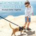 AOKCATS Escape Proof Cat Harness and Leash Set - Reflective Strips, Adjustable Comfort - Small Cat, Kitten - Black, Medium - Buy Online on SooperMarket.com