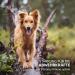 AniForte Cold-Pressed Organic Hemp Oil for Dogs & Horses - 1L 100% Pure BARF Oil | Premium Natural Product Without Additives - Buy Online on SooperMarket.com