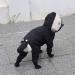 XL Black Dog Raincoat with Hood, Onesie, Rain Jacket & Boots - Waterproof Dog Rain Poncho for Small Dogs (16.5 inch Back Length) - Buy Online on SooperMarket.com