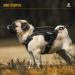 Oneigris Dog Harness & Leash Set | Mini Trooper Puppy Dishes for Extra Small to Medium Dogs - Black XS - Buy Online on SooperMarket.com