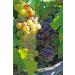 Organic California Thompson Natural Raisins - No Added Sugar, Non GMO, Vegan, Raw & Pesticide Free - Unsulfured Bulk 5LB Pack - Buy Online on SooperMarket.com