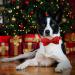 Lionheart Glory Christmas Dog Collar - Adjustable Soft Fly Collar for Big Dogs | X-Large Red Loop Collar (1 Pack) - Buy Online on SooperMarket.com