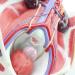 Model of Human Urinary System Urinary System Model Female Male Male Bladder Cavity Abdominal Abdominal Rear Wall Model - Buy Online on SooperMarket.com