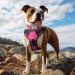 Joytale Softly Padded Neoprene Dog Collar for Medium Dogs - Reflective Wide Nylon Collar in Bright Pink (1 Pack) - International Shipping Available - Buy Online on SooperMarket.com