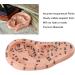 Buy 17cm Ear Acupuncture Point Model - Large Reflexology Learning Display for International Shipping - Buy Online on SooperMarket.com