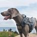 OneTigris Tactical Dog Vest | MOLLE Service Dog Harness | 1000D Nylon | Large | Grey - Ideal for Training & Outdoor Adventures - Buy Online on SooperMarket.com