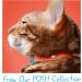 Kittyrama Cat Collar- Award Winning Breakaway Design, Vet Approved, As Seen in Vogue - Adult Tangerine - Buy Online on SooperMarket.com