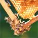 Madhava Organic Amber Honey 5lb - Unfiltered and Raw Honey - Buy Online on SooperMarket.com