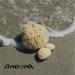 AROURA Natural Sea Wool Sponge | Shower & Bath Sponge | Natural Loofah | Sea Sponge for Body Care | Sea Sponge for Facial Cleansing & Body Washing | Natural Sponge Size 2 - (8-9 CM) - Buy Online on SooperMarket.com