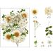 Nuanchu 81 Pcs White Dried Pressed Flowers & Leaves for Resin Jewelry, Scrapbooking & Art - Larkspur, Gypsophila - Floral Decorations - White - Buy Online on SooperMarket.com