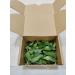 Fresh Curry Leaves - Cleaned and Sticks Removed 50gm - Buy Online on SooperMarket.com