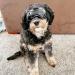 Dog Sunglasses | UV Protection Goggles for Small/Medium Dogs - Comfortable, Adjustable & Windproof Pet Eyewear - Buy Online on SooperMarket.com