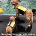 Dog Life Jacket Vest with Detachable Airbags & Buoyancy | Safety Adjustable Swimsuit for Dogs - L Yellow - Buy Online on SooperMarket.com