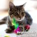 Meowijuana Organic High-Potency Catnip Spray Bundle - 3oz | USA-Grown | For Cat Toys, Teasers & Scratchers | Feline Approved - Buy Online on SooperMarket.com