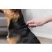 Trixie 2410 Flea and Dust Comb for Dogs & Cats - 15 cm Black | High-Quality Pet Grooming Tool - International Shipping Available - Buy Online on SooperMarket.com
