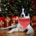 Shop Lionheart Glory Dog Haller 1 Packer Washable Soft Cotton Christmas Neckerchief - Adjustable Red Kerchief for Small Dogs | Perfect Holiday Accessory - Buy Online on SooperMarket.com