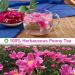 100% Natural Herbacous Peony Tea - Anti-Aging & Freckles Removal | Pink Peony Bud Flower Tea 30g - Buy Online on SooperMarket.com