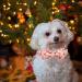 Elegant Little Tail Dog Collar with Bow - Holiday Dog Collar for Girl or Boy - Pet Gift Bowtie - Adjustable for Small, Medium, Large Dogs - Gingerbread Man Design - Buy Online on SooperMarket.com