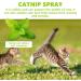 100ml Herbal Cat Joy Spray Herbal Cat Joy Celery Pets Catnip Spray for Cats Cat Scratching Spray Mist Cat Training Spray with Catnip Catnip Spray for Indoor Cats Cat Nips Spray for Cat Anxiety Relief - Buy Online on SooperMarket.com