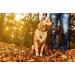 Lionet Paws Dog Bandana Headscarves - Triangle Scarf Yellow & White Checked LL | Stylish Pet Accessory for All Breeds - Buy Online on SooperMarket.com