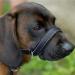 Total Pet Figure of 8 Dog Lead - Reflective Anti-Pull Slip Lead with Padded Nose Support - Buy Online on SooperMarket.com