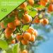 Sun Dried Turkish Apricots - No Sugar Added (16oz) | All Natural Dehydrated Fruit Snack | Vegan & Kosher Certified - Buy Online on SooperMarket.com