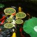 Peutier 5stk Floating Plant Rings for Aquariums - Round Planting Corrals in 5 Sizes - Yellow Fish Feeding Rings Hold Floating Plants in Place - Buy Online on SooperMarket.com