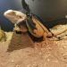 Bearded Dragon Harness 3 Size Soft Leather Harness Lizards Leash Adjustable Small Reptiles Animals Harness with Wing Nylon Rope Lead for Small Medium and Large Reptiles Animals - Buy Online on SooperMarket.com