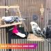8 PC Colorful Bird Toys for Parrots Budgies Conures & Love Birds - Cage Swing & Hanging Bell - Buy Online on SooperMarket.com