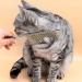 JdXun 1 Piece Pet Comb | Stainless Steel Dog & Cat Comb for Knots & Tangles | Best Pet Care Tool (19x3.3cm) - Buy Online on SooperMarket.com