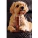 Bamboodles Peanut Butter T-Bone Dog Chew Toy - Medium | Durable & Natural Chew for Dogs - Buy Online on SooperMarket.com