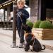 Buy DOG Copenhagen Dog Harness V2 Comfort Walk Pro Ocean Blue XS - Best for Small Dogs - Premium Quality Adjustable Fit - Buy Online on SooperMarket.com