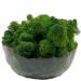 Moss 3.5OZ Preserved Moss for Potted Plants Natural Fresh Green Reindeer Moss for Craft Arts Floral Wall Decor Decor Wedding Centerpieces Garden Artificial Terrariums Decoration for Christmas(Green) Green 3.5oz