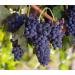 Organic California Raisins 4lbs - Thompson Seedless Sun-Dried, Non-GMO, Kosher, Unsulphured, No Oil Added - Bulk Pack of 1 - Buy Online on SooperMarket.com