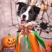 Aring Pet Halloween Dog Collar - Adjustable Cotton X-Small Sweet Orange with Sailor Fly - Perfect for Festive Celebrations! - Buy Online on SooperMarket.com