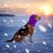 CoBee Soothing Earmuffs for Dogs | Noise Protection Ear Flap Head Wrap - XL Violet | Comfort & Care for Bathing - Buy Online on SooperMarket.com