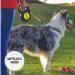 Buy Cong Roll-Out Dog Leash 5m for Large Dogs up to 50kg | High-Quality with Break & Lock System | Soft Handle & Reflective Belt - Yellow-Black - Buy Online on SooperMarket.com
