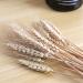 Dried Wheat Stalks 100Pcs Dried Wheat Sheaves Rustic Natural Ears of Wheat Natural Wheat Decor for Home Farmhouse Fireplace Wedding Party and Table/523 - Buy Online on SooperMarket.com