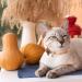 TAILGOO Breakaway Cat Collars with Bell - 3 Pack for Kittens, Puppies, and Tiny Pets - Thanksgiving, Christmas, Pumpkin Design - Buy Online on SooperMarket.com