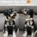 Shop Cute Halloween Pumpkin Dog Collars | Aring Pet Hall Band - Small/Medium Size (Pack of 1) - Buy Online on SooperMarket.com
