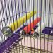 Pivby Wood Bird Cage Perch Stand Toy Platform for Amazon Parrot - Pack of 3 - Colorful Paw Grinding Stick Included - Buy Online on SooperMarket.com
