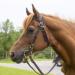 Tahoe Tack Double Layer Nylon Headstall with Reins - Pink Full Size - Buy Online on SooperMarket.com