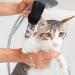 4 Pieces Cat Claw Covers - Breathable Mesh Paw Caps for Scratch Protection & Fur Care - Buy Online on SooperMarket.com